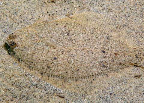 NOAA.winter-flounder-alex-shure-CC4-0-NEFSC