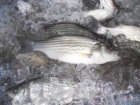 Striped bass