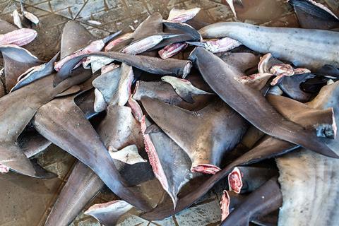 Shark fins