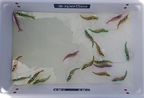 Via the app, artificial intelligence assesses the health and quality of shrimp