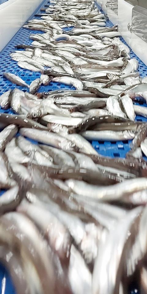 While the announcement of a 900,000 tonne capelin quota is real reason for fishing companies to celebrate, there are concerns over the state of markets for capelin products. Photo: Vinnslustöðin