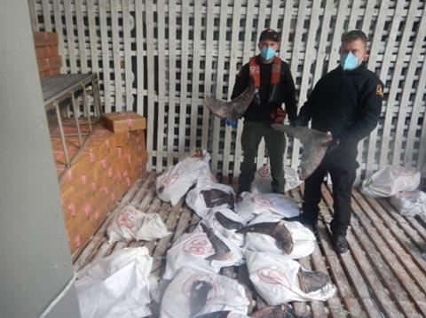 Canadian fishery officers along with US Coast Guard locate bags of illegally taken shark fins during an inspection in the North Pacific. Photo: DFO