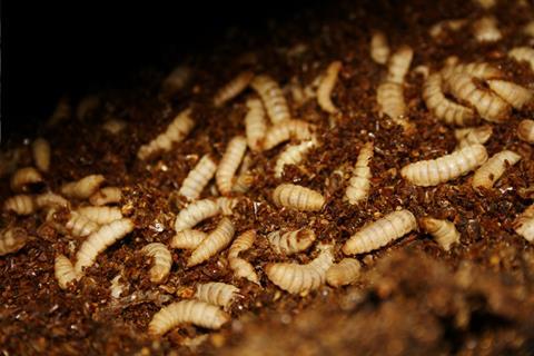 Black soldier fly meals Agronutris