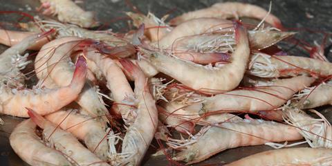 Gulf of Mexico pink shrimp