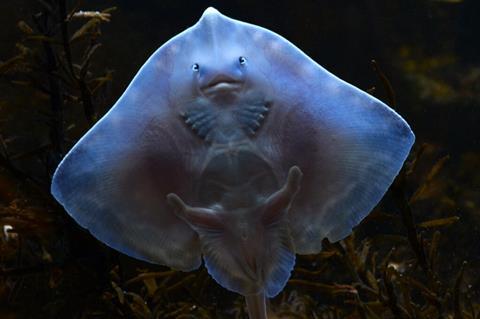 The image shows a Greenpeace picture of the Thornback Ray