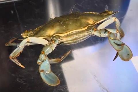 A close up image of a crab being manually sorted