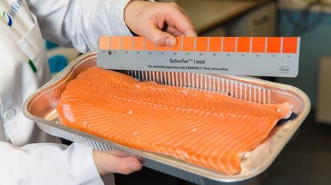 salmon fillet being graded for pigmentation
