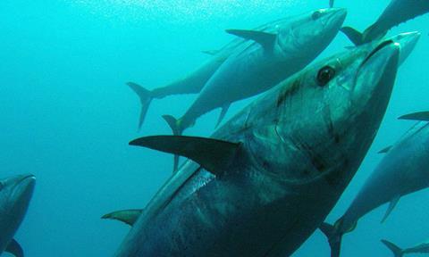 The new Bluefin tuna management procedure has been developed with active engagement of EU scientists and with EU funding