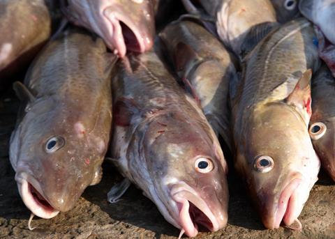 The new study considers four commercial fish species, including cod. © David Harding/Fotolia