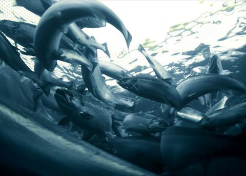 Salmon farming