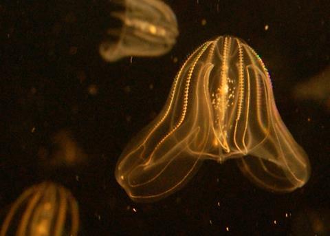 Mnemiopsis leidyi. Steven G. Johnson/CC BY-SA 3.0 via Wikimedia Commons