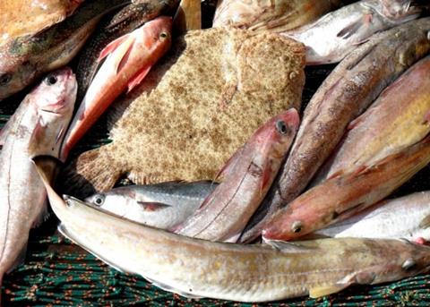 North Sea catch. Credit: University of Aberdeen