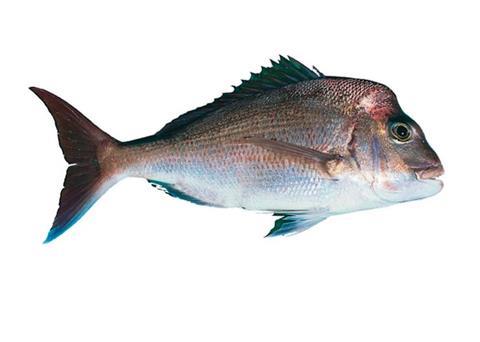 Fishery officers are investigating the possible illegal supply of snapper in Auckland Photo: Queensland government