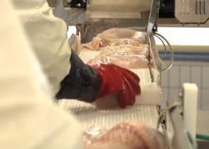 The new machine locates the fish bones using X-ray technology, and fillets the fish quickly and precisely with a powerful jet of water © SINTEF