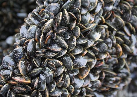 Mussels