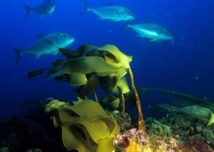 More than 350 species have been identified so far at Gorringe Bank Photo: OCEANA/Juan Cuetos