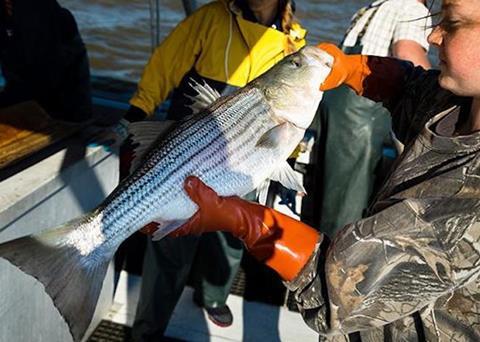 Numbers of striped bass in Chesapeake Bay are declining Photo: NOAA Fisheries