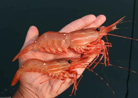 Freezing their catch enables prawn harvesters to make it readily available for inspection Photo: Fisheries and Oceans Canada
