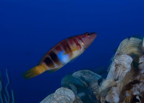 Oceana says the seismic surveys will 'harm' several species including cetaceans, sea turtles and fish. Photo: OCEANA/Carlos Suárez