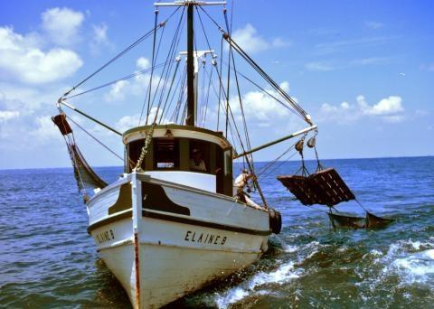 Real-time management policies to regulate fisheries can reduce accidental bycatch