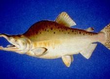 Pink salmon. Credit: National Park Service