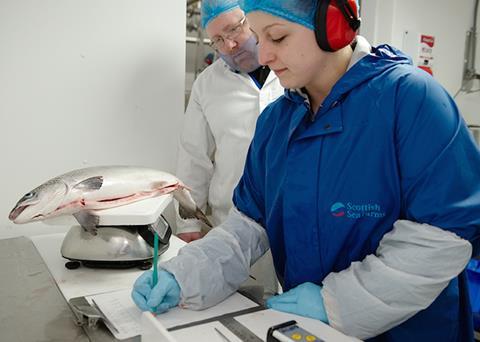 The new graduate programme is good news for Scottish aquaculture ©Scottish Sea Farms