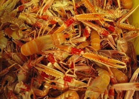 Iceland sets research quota for nephrops
