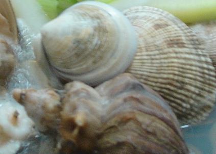 Korean shellfish in the US could be contaminated with norovirus