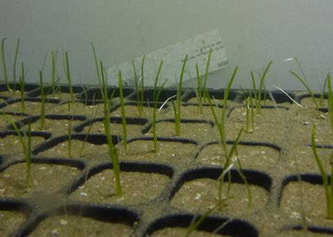 Seagrass seedlings growing underwater in the Centre for Sustainable Aquatic Research at Swansea University
