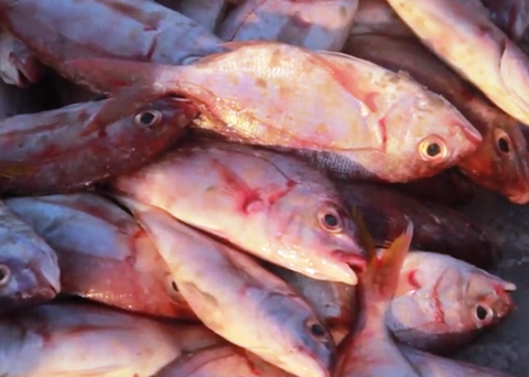 The study estimates that 32 billion kilograms of fish goes unreported every year