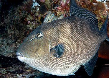 Gray triggerfish. Credit: Pew Environment Group