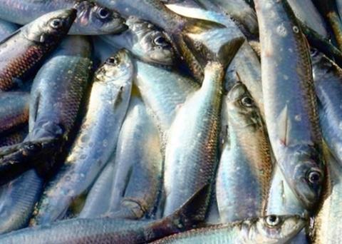 Credit line for Peruvian fishmeal producer