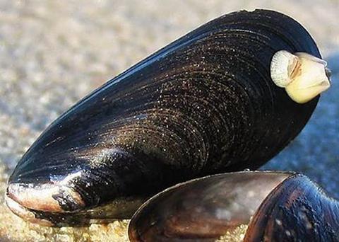 Tube worms cause biofouling on the shells of mussels Photo: SAIC