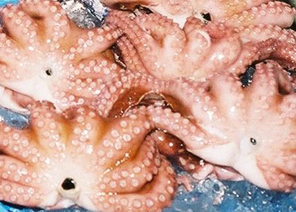 Japanese supermarkets and stores have been selling octopuses and whelks caught off Fukushima for the first time since March 2011. Credit: NOAA