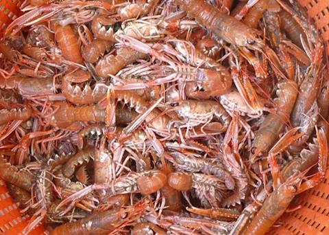 Langoustine is Scotland’s second highest value seafood product