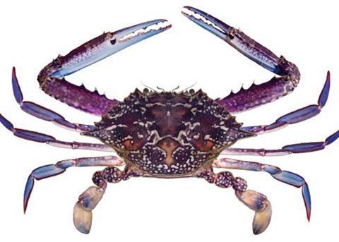 Blue swimming crab. © State of New South Wales through Department of Trade and Investment, Regional Infrastructure and Services