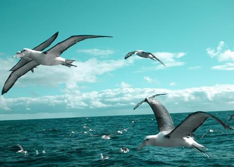 Seabirds in flight. Credit: AFMA 2014