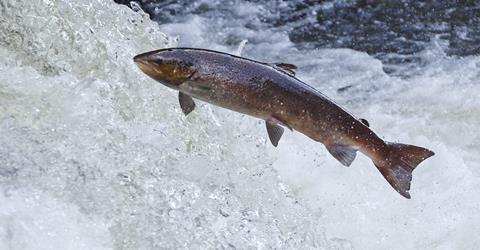 Atlantic salmon
