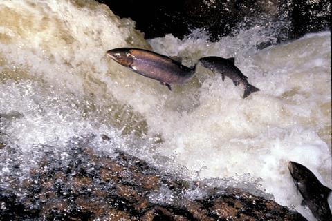 Wild Scottish Atlantic Salmon