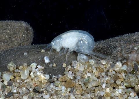 The newly discovered amphipod species. Photo: Nelson Boustead, NIWA