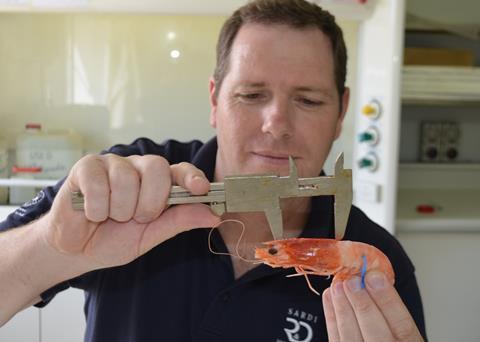 SARDI research scientist Dr Craig Noell measuring the carapace length (head and thorax) of a female prawn which had travelled at least 27km within the central part of the gulf before being recaptured by prawn fishers. She had grown 4.5mm to 44.5...