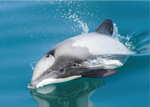 The Plan review will reassess natural and man-made risks facing Maui’s and Hector’s dolphins. Credit: NABU International