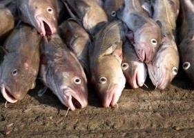 North Sea Cod is recovering well according to the ICES