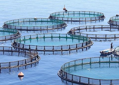 Fish farm