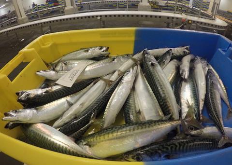 Norway takes a tough stance on mackerel