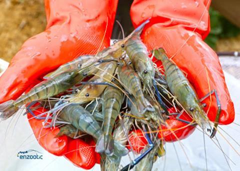 Genome research for all-female shrimp breeding, News