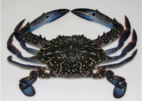 Blue swimming crab