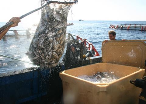 Projections for 2013 suggest fish farmers produced 70 million tonnes of fish – 44% of total fishery output @FAO Aquaculture Photo Library/L. Bigarré