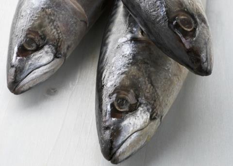 Icelandic mackerel