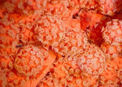 The Common Oceans ABNJ programme aims to protect international waters Credit: FAO